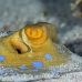 ray_bluespotted_hma_si_h_0024_egy1982.jpg
